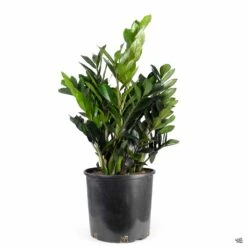 ZZ Plant 'Oscura' -Plant Sales Shop ZZPlant Oscura 10in