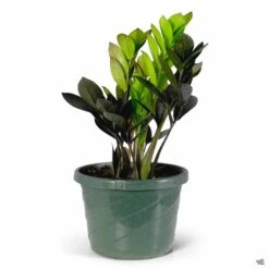ZZ Plant 'Oscura' -Plant Sales Shop ZZPlant Oscura 8in